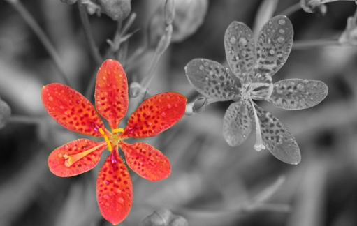 1-1F41QR44K19. 1-1F41QR44K19.png